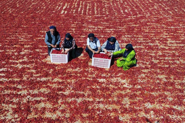 Tarladan sofraya pul biberin renk ve emek yüklü yolculuğu